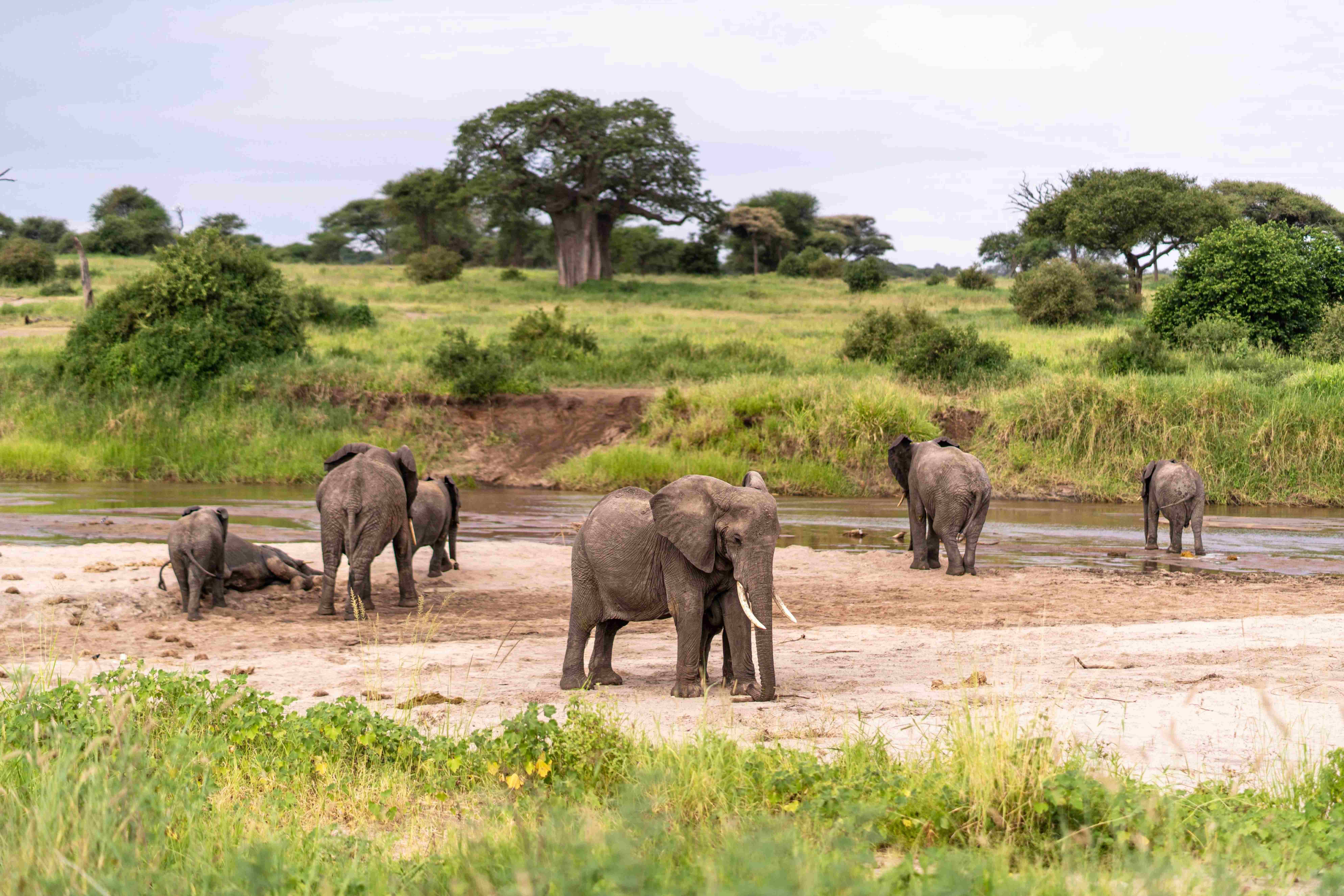 Image number 1 for Tarangire Safari - Elephants Paradise