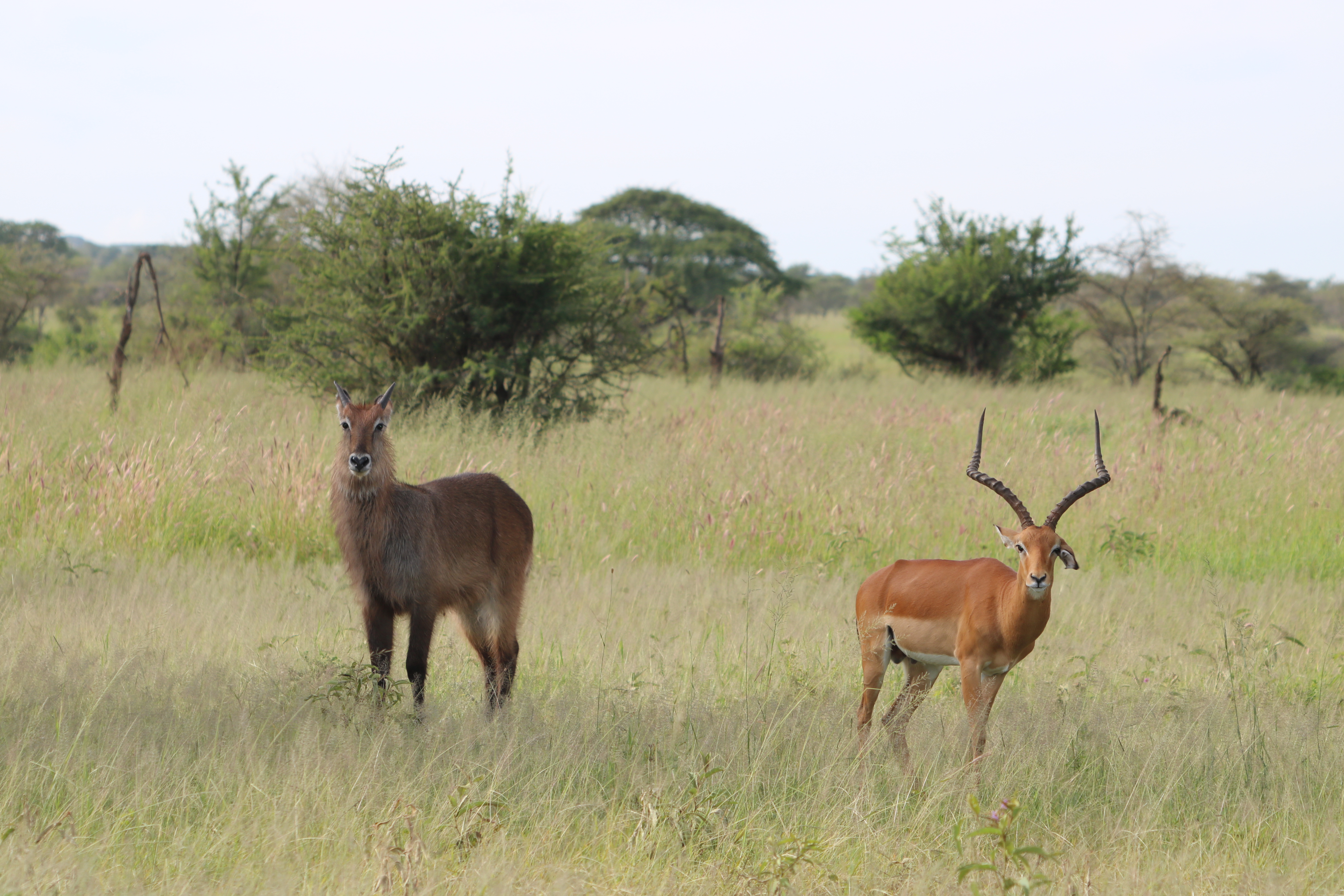 background image for - 5  Wildlife Safari