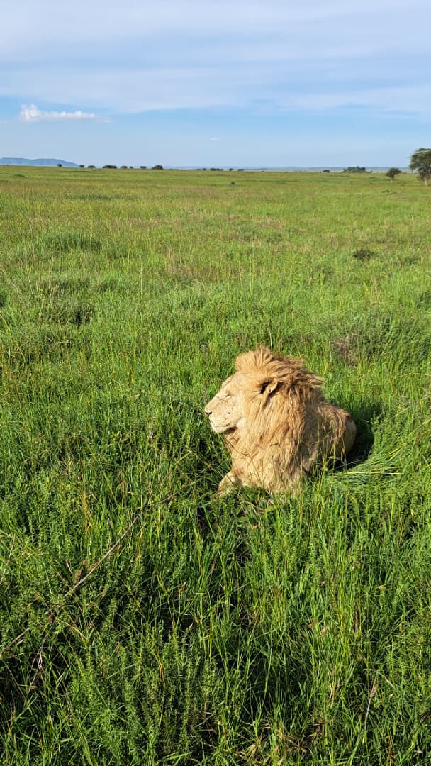 background image for - Tanzania Classic Safari