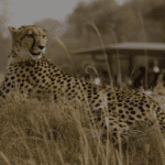 Image number 1 for  Tanzania Safari To Tarangire, Serengeti, Ngorongoro And Manyara 