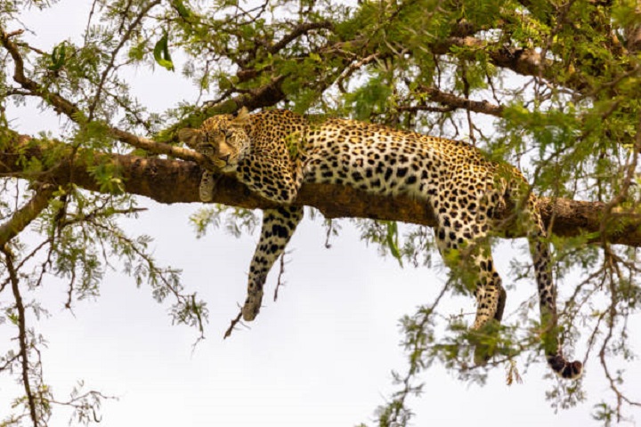 Image number 5 for The Best 4-Day Big Five Safari To Tanzania