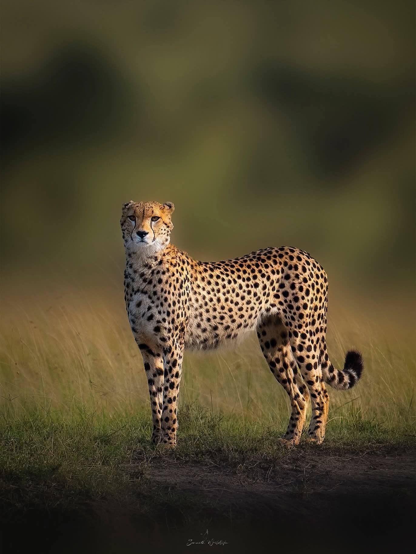 Image number 5 for Fly In Serengeti And Ngorongoro Camping Safari