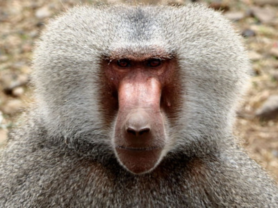 Image number 9 for Awash National Park Wildlife Safari Tour