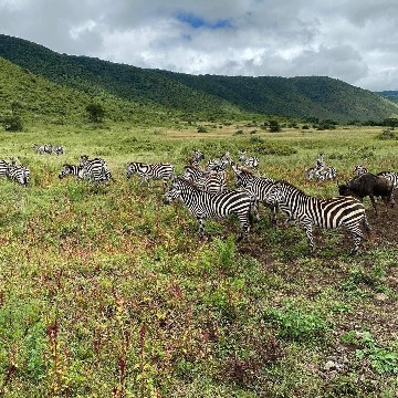 Image number 1 for Tarangire And Ngorongoro Tour