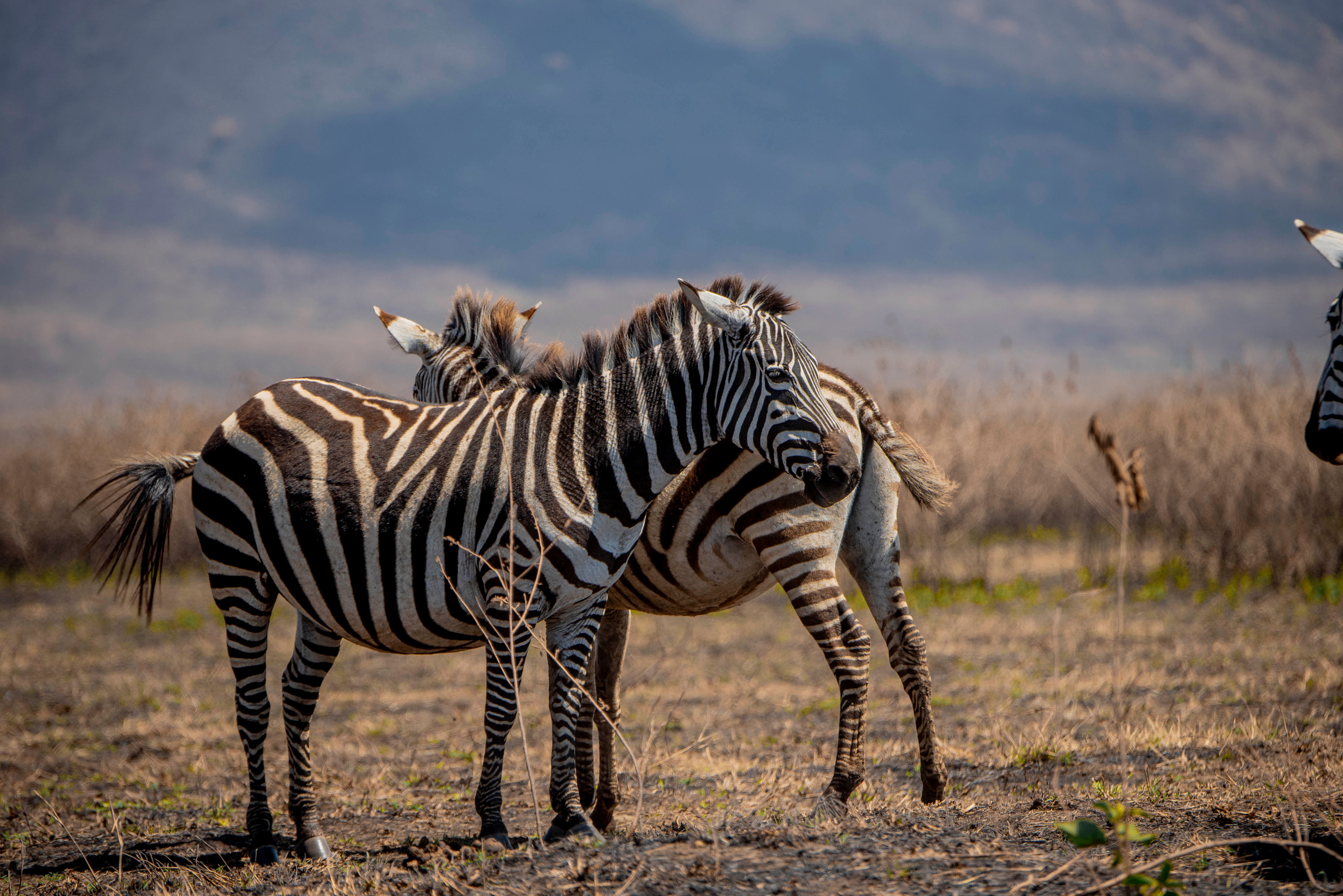 Image number 5 for Luxury Safari Pure Wilderness Elegance In Tanzania