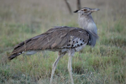 Image number 6 for Awash National Park Wildlife Safari Tour