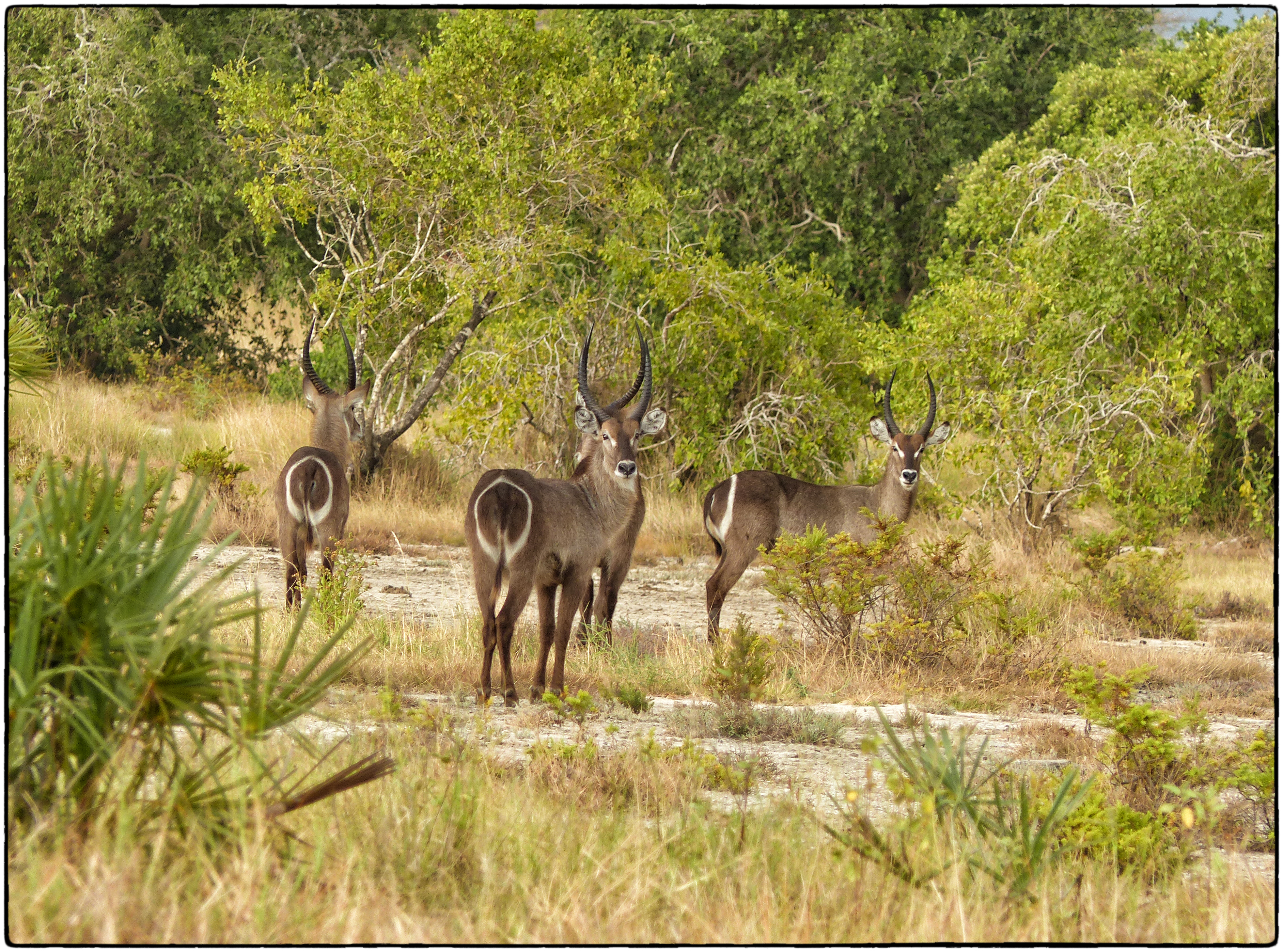 background image for - 6 Days Wildebeest Migration Safari  