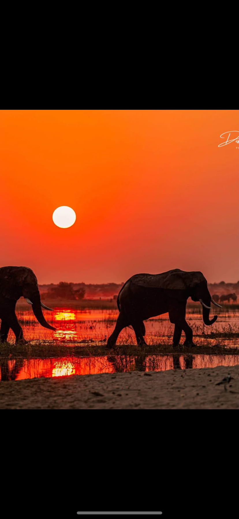 Image number 6 for Sunset Cruise On The Mighty Zambezi 