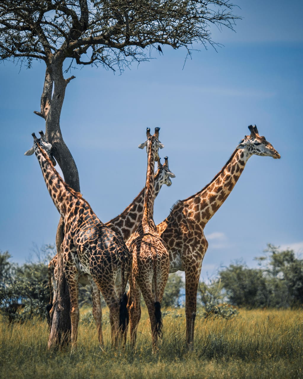 Image number 6 for Into The Wild: 3 Days In The Masai Mara.