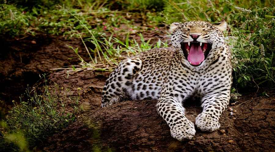 Image number 1 for 2 Days Tanzania Serengeti Safari From Zanzibar
