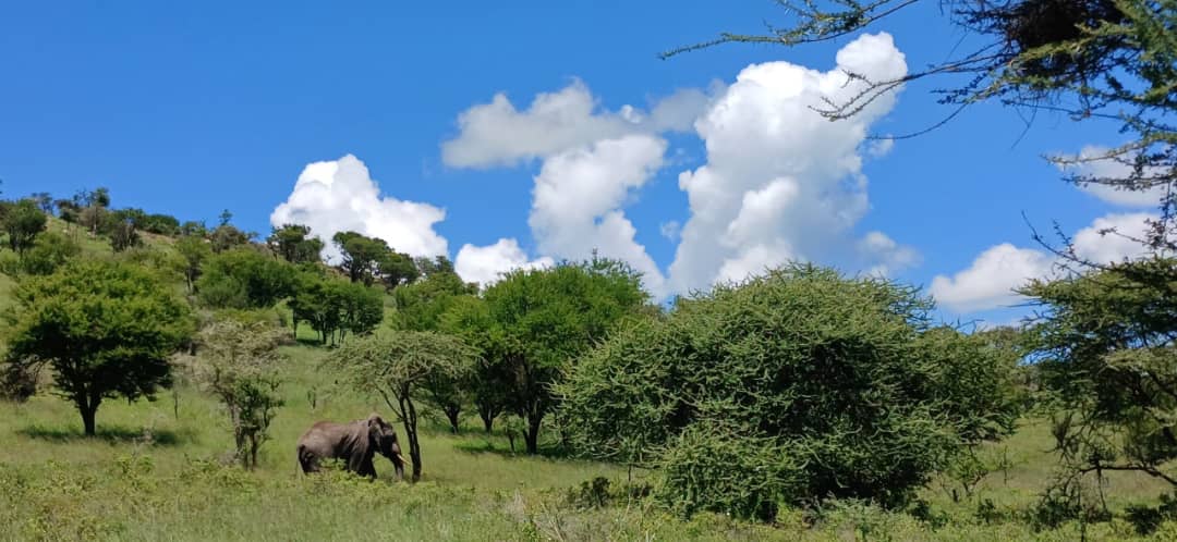 Image number 1 for 3 Day Tanzania Safari 