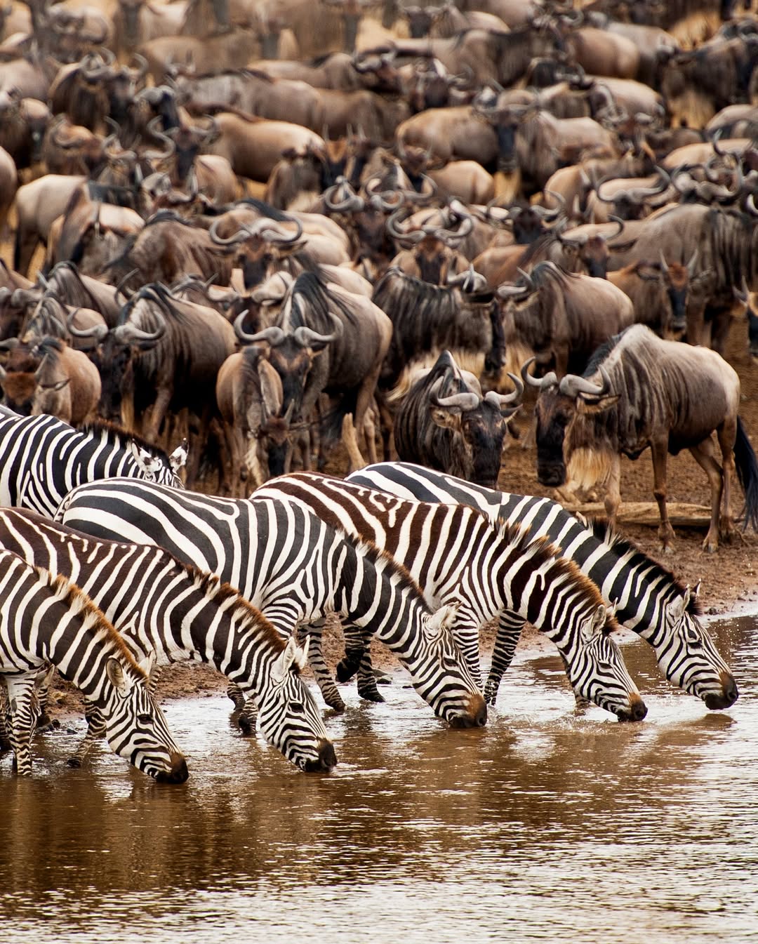 Image number 2 for High-end North Migration Game Package Safari