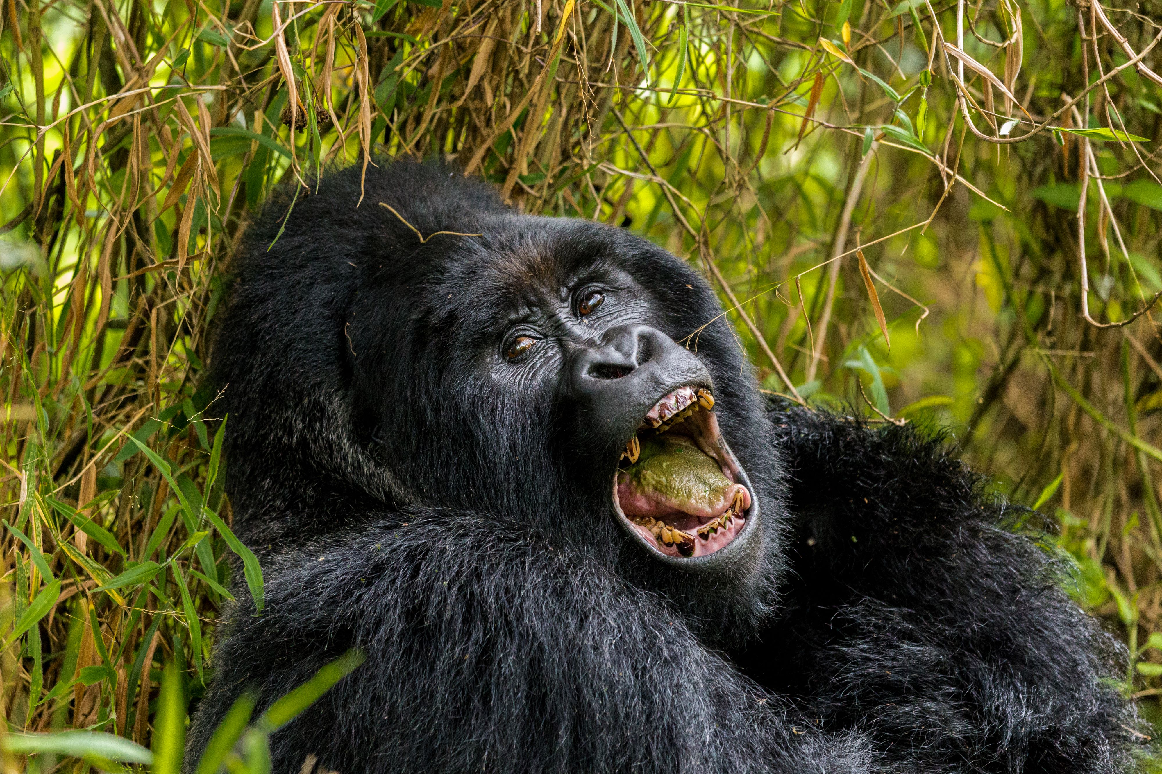 background image for - 2 -Day Uganda Gorilla Trek.