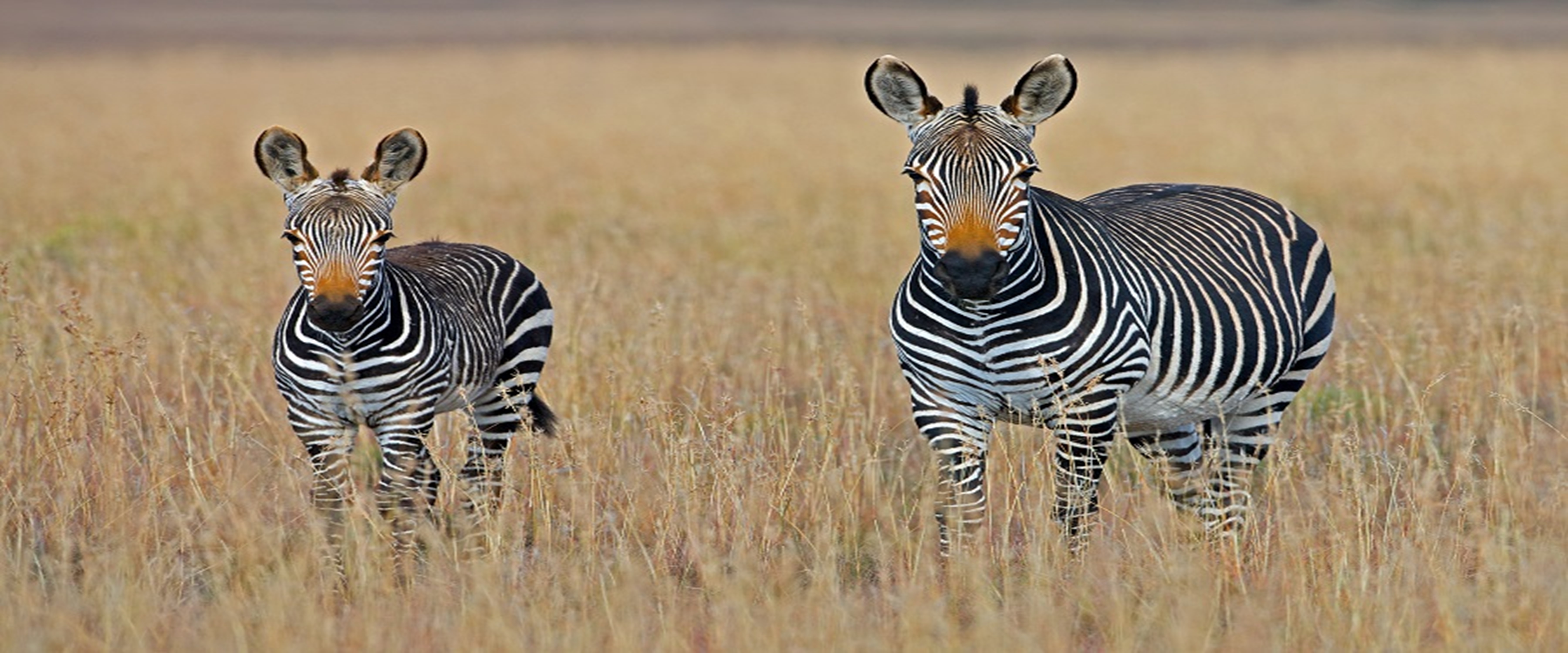Image number 4 for 2 Weeks Tanzania Honeymoon Safari 2026-2027