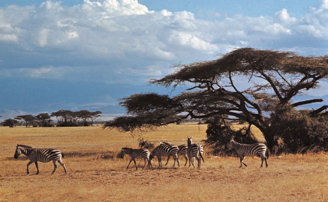 background image for - 7days Kenya’s Amboseli&masai Mara Safari