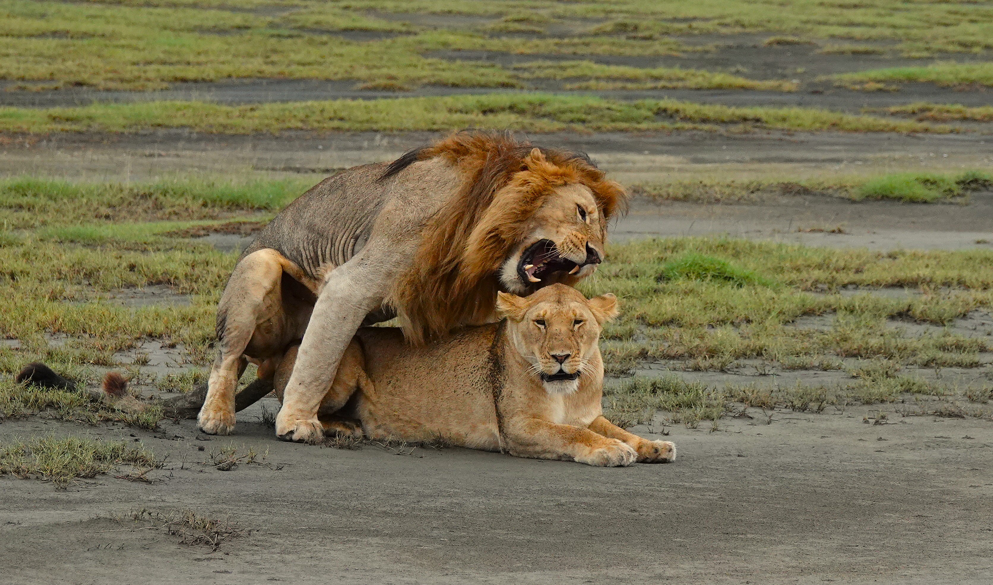 background image for - Day Honeymoon Classic Safari Bliss
