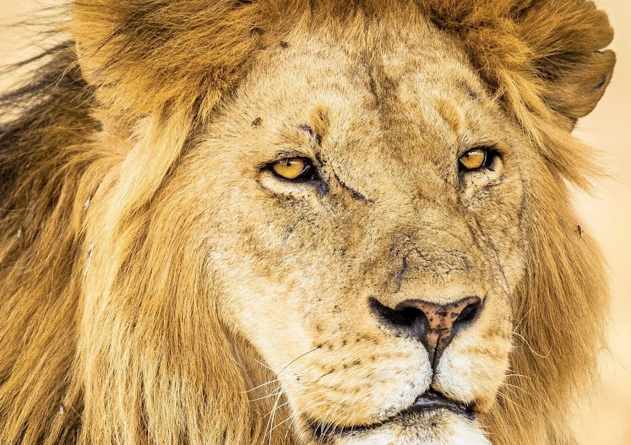 background image for -  High-end Tanzania Safari