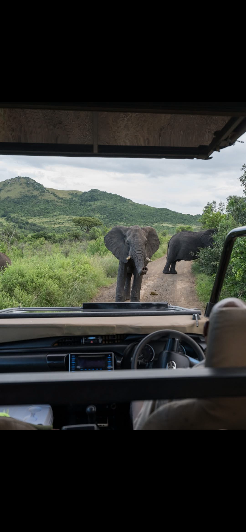 Image number 6 for Victoria Falls Game Drives