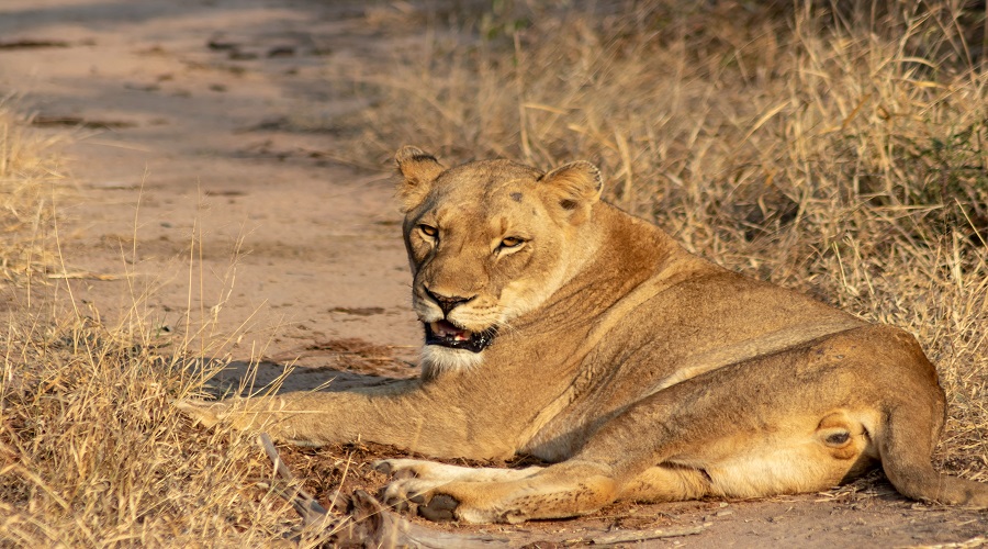 background image for - 4 Days Tanzania Private Safari 2026-2027