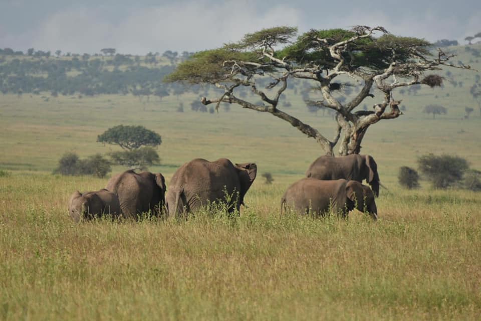 Image number 16 for 8-Day Tanzania Classic Safari: From Endless Plains