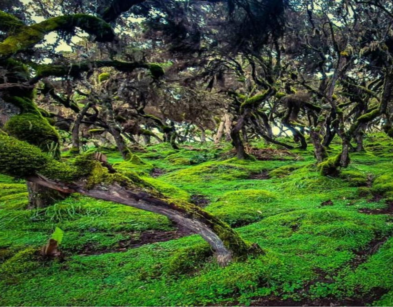 Image number 3 for 4 Days Bale Mountain Wild Life & Game Drive Tour