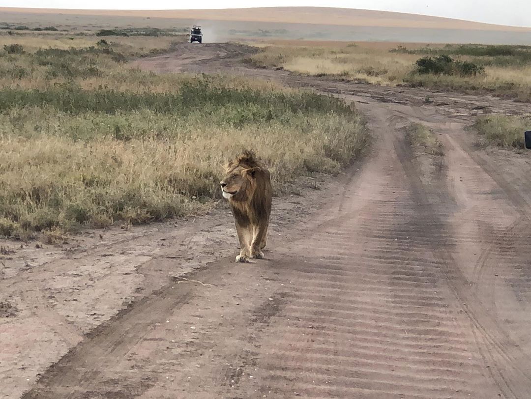 Image number 1 for 3 Day - Mikumi National Park And Maasai Cultural Experience