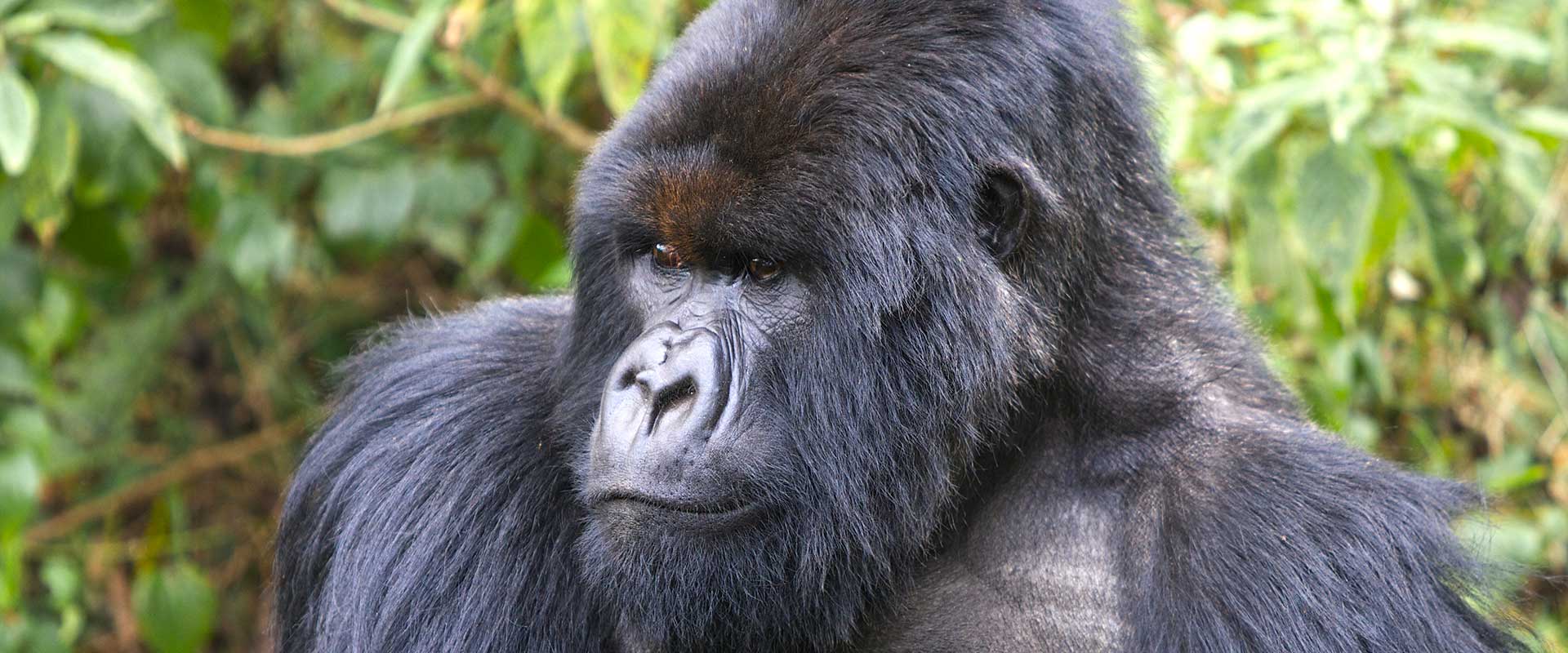 background image for - 5 Days Gorilla And Chimpanzee Safari