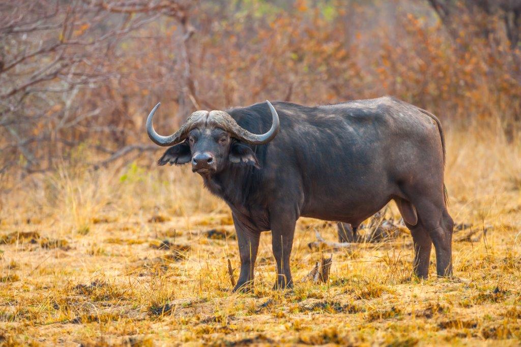 background image for - 5 Days Tanzania Sharing Safari