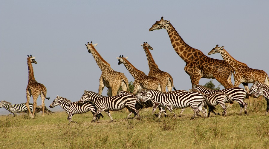 Image number 4 for Unforgettable Day Trip Tanzania Safari From Zanzibar To Mikumi 