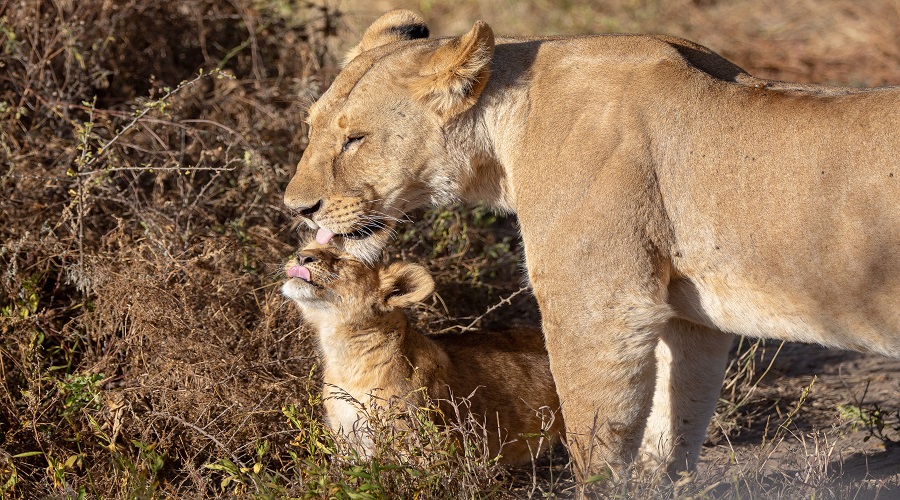 Image number 1 for 5 Days Selous & Mikumi Safari From Dar Es Salaam