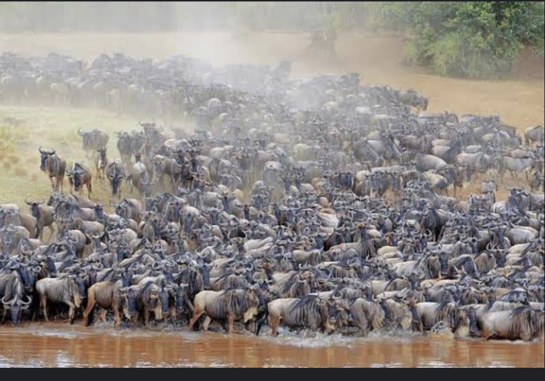 background image for - Four Days Short And Classic Safari