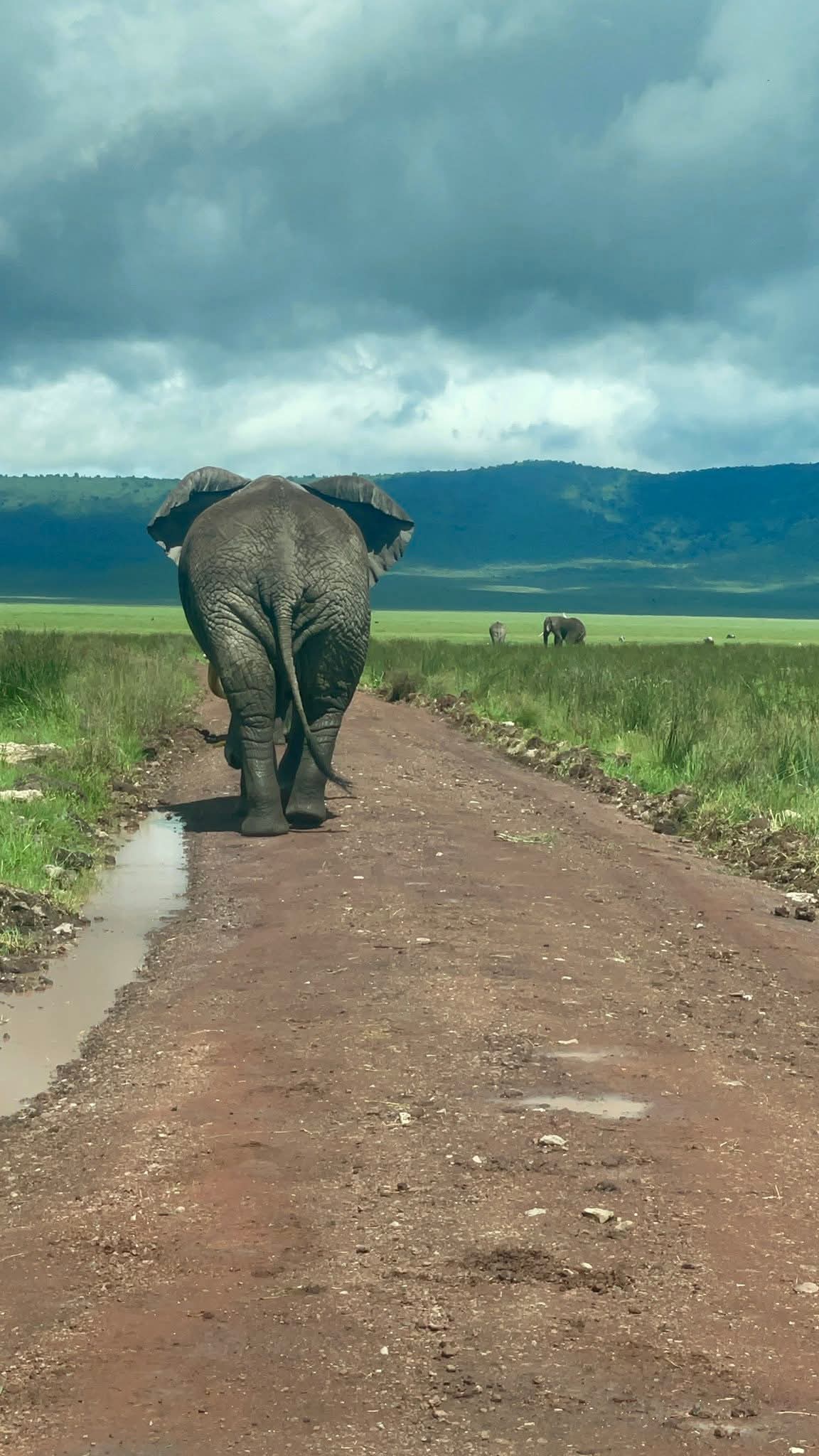 Image number 2 for Tanzania Safari: A Journey Into Africa’s Untamed Heart