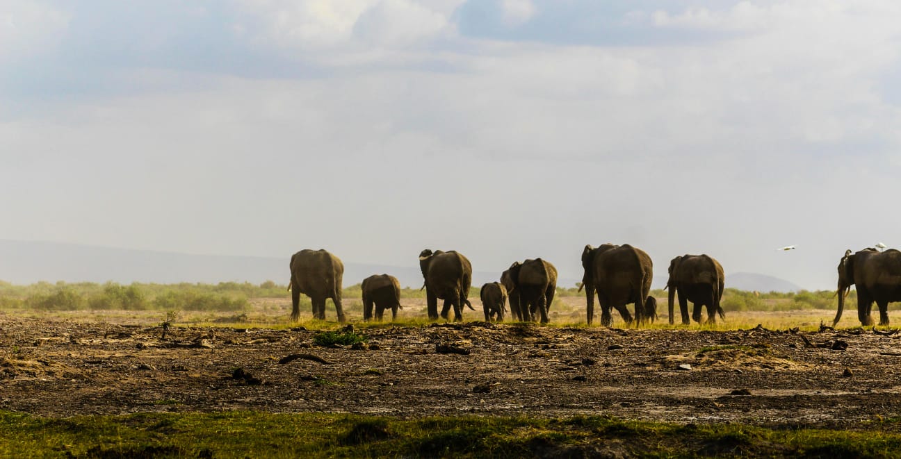 Image number 2 for 7 Days / 6 Nights Epic Kenyan Wildlife Safari.