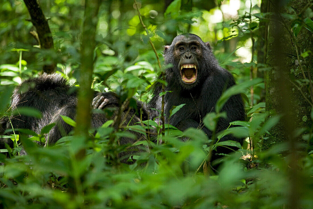 background image for - 4 Days Uganda Gorillas Trekking