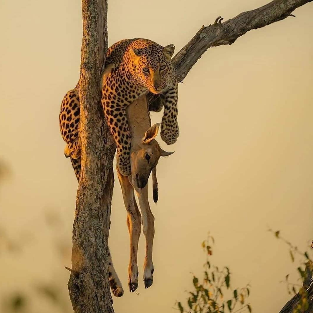 Image number 30 for Day Trip : Ruaha National Park From Iringa