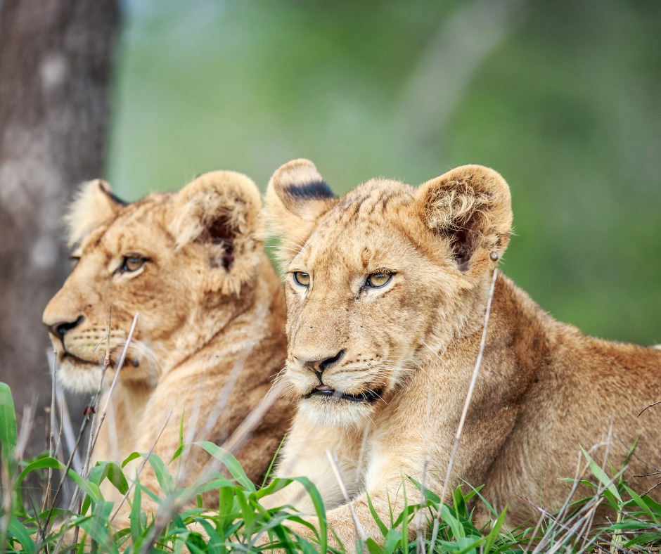 background image for - Masai Mara, L.nakuru & Amboseli Safari