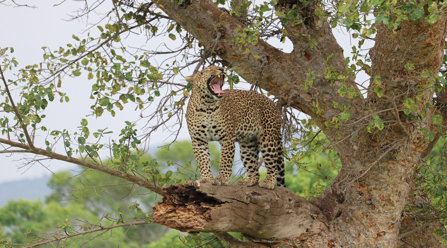 Image number 4 for 5 Days Selous And Mikumi Luxury Safari From Dar Es Salaam