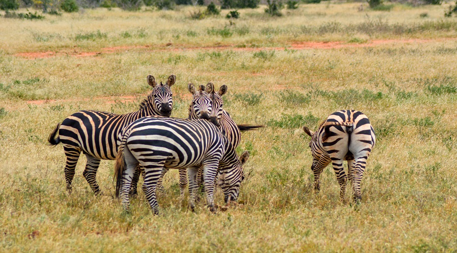 background image for - 5 Days Of Excellent Tanzania Safari