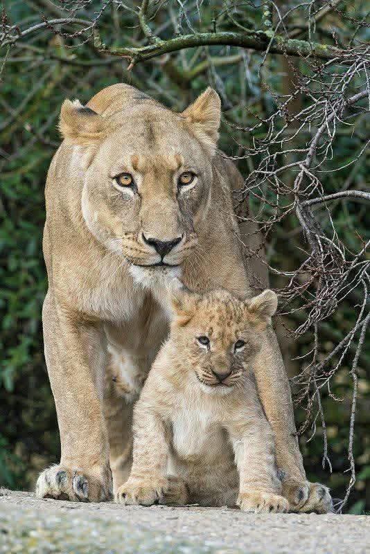 Image number 4 for Tanzania Safari: A Journey Into Africa’s Untamed Heart