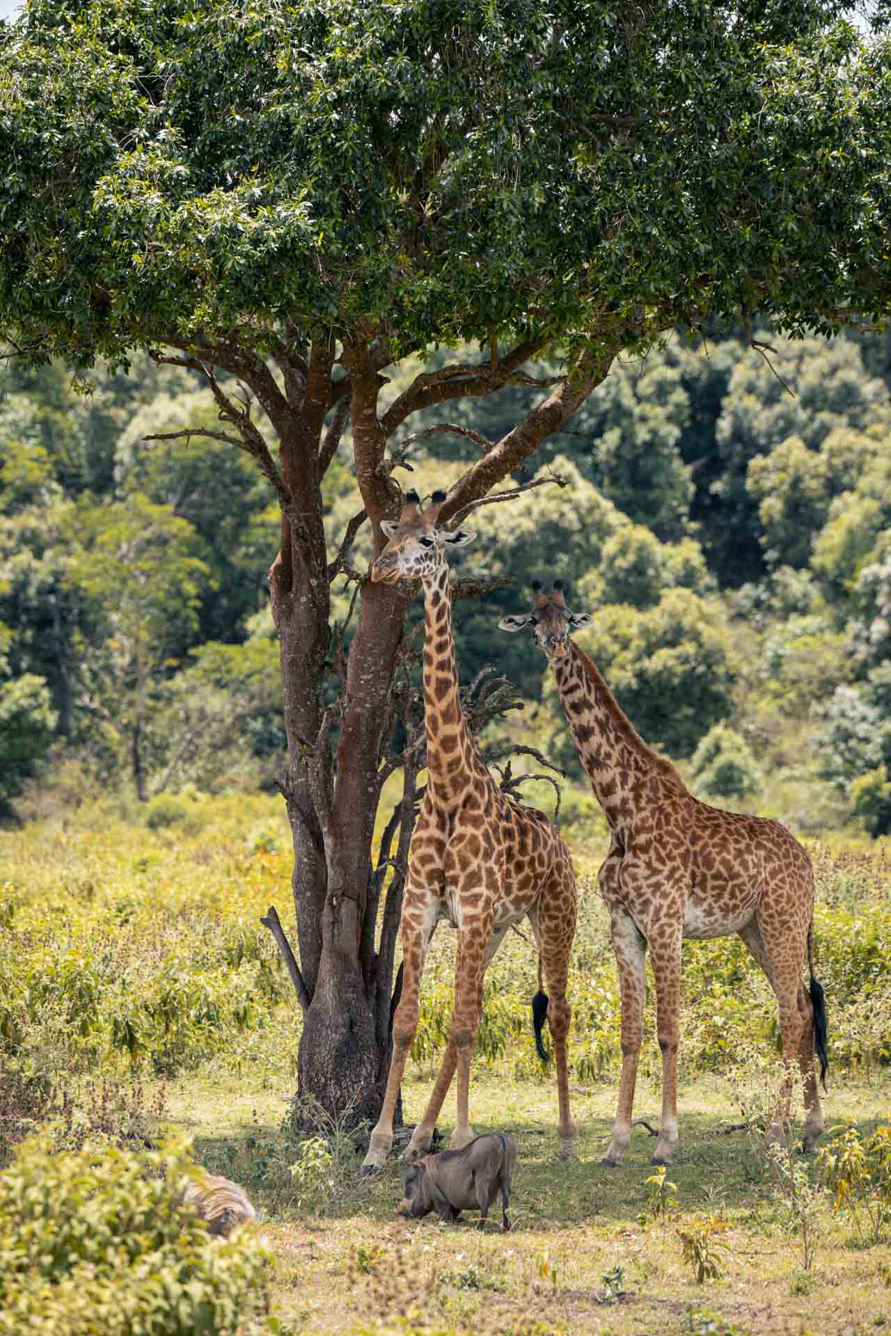 Image number 3 for 3-Day Luxury Tarangire & Ngorongoro