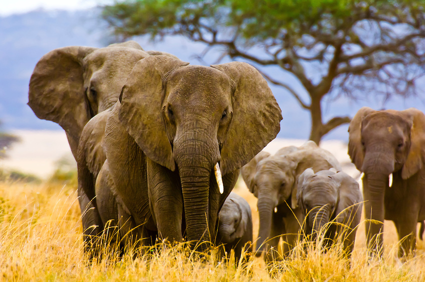 Image number 5 for Experience Maasai Mara: 3-Day Safari In 4x4 Jeep