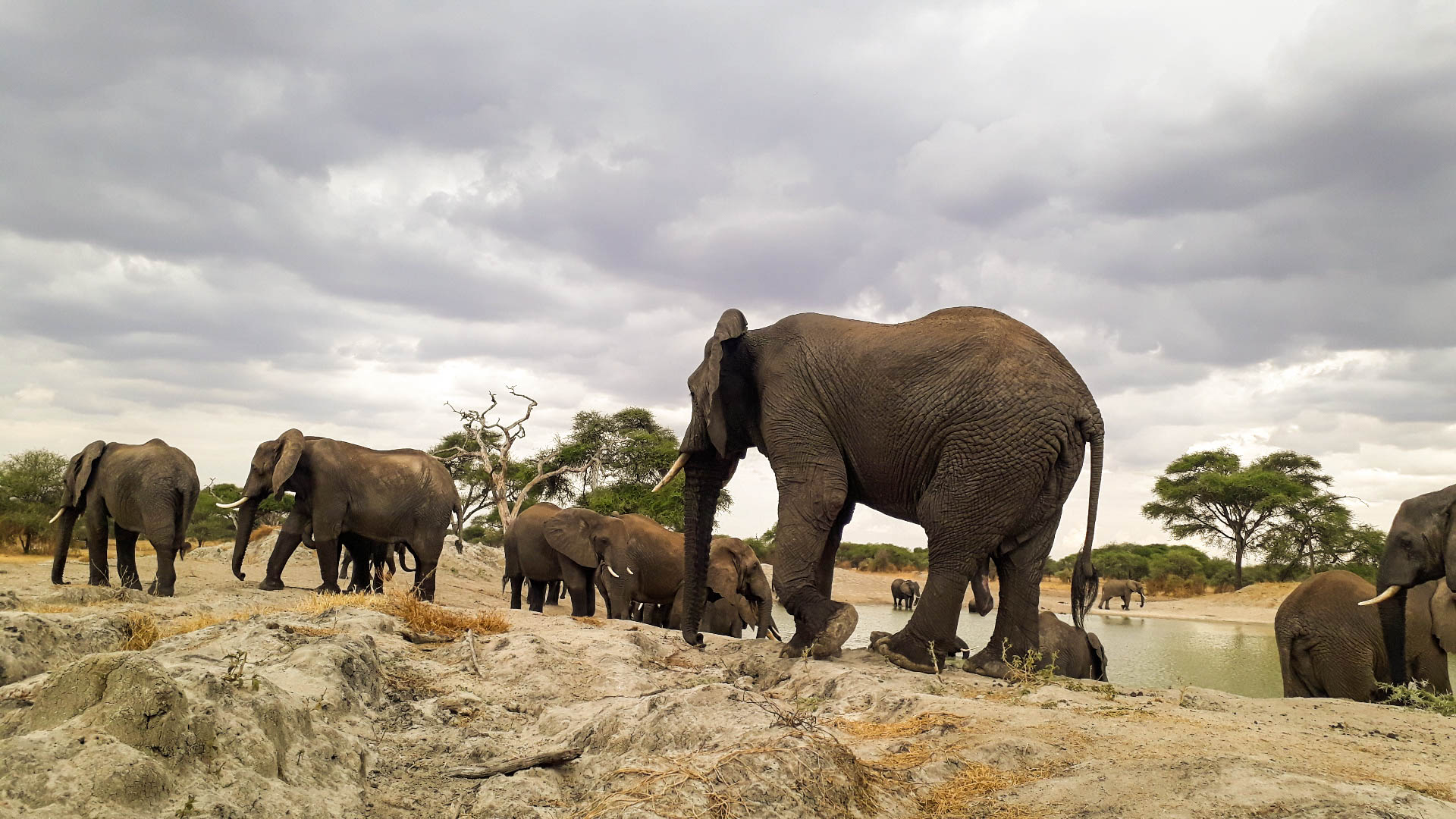 background image for - Tanzania Affordable Camping Safari