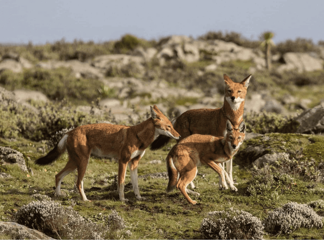 Image number 5 for Bale Mountains Adventure: Wildlife And Wilderness
