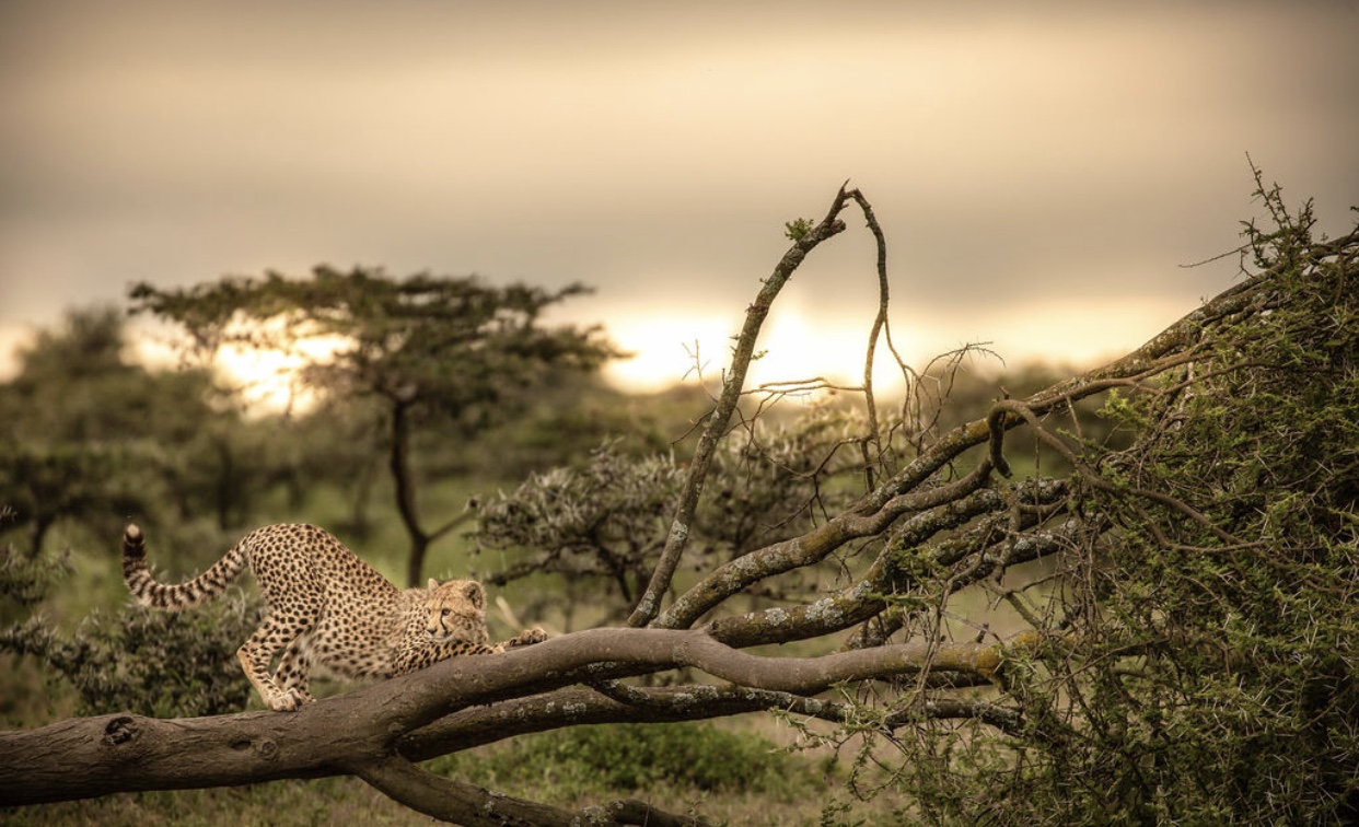background image for -  8 Days Tanzania’s Serengeti And Katavi