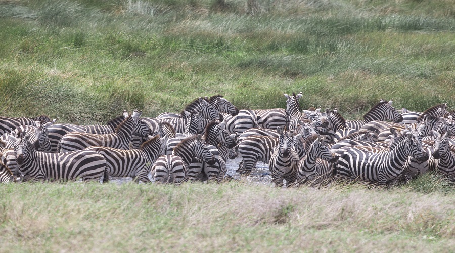 background image for - 3 Days Tanzania Serengeti Safari Tour Package 