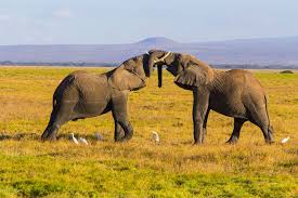 Image number 3 for 2 Day Tarangire N.p & Ngorongoro Crater Safari