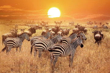 Image number 2 for Arusha Np, Tarangire, Ngorongoro & Manyara_safari