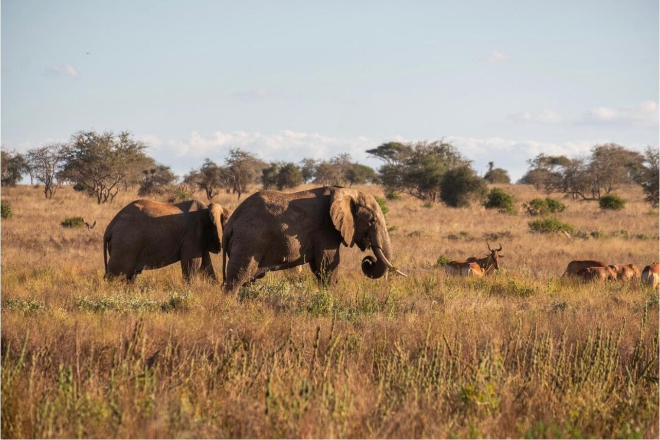 Image number 8 for Fly In & Out From Tarangire And Ngorongoro Crater