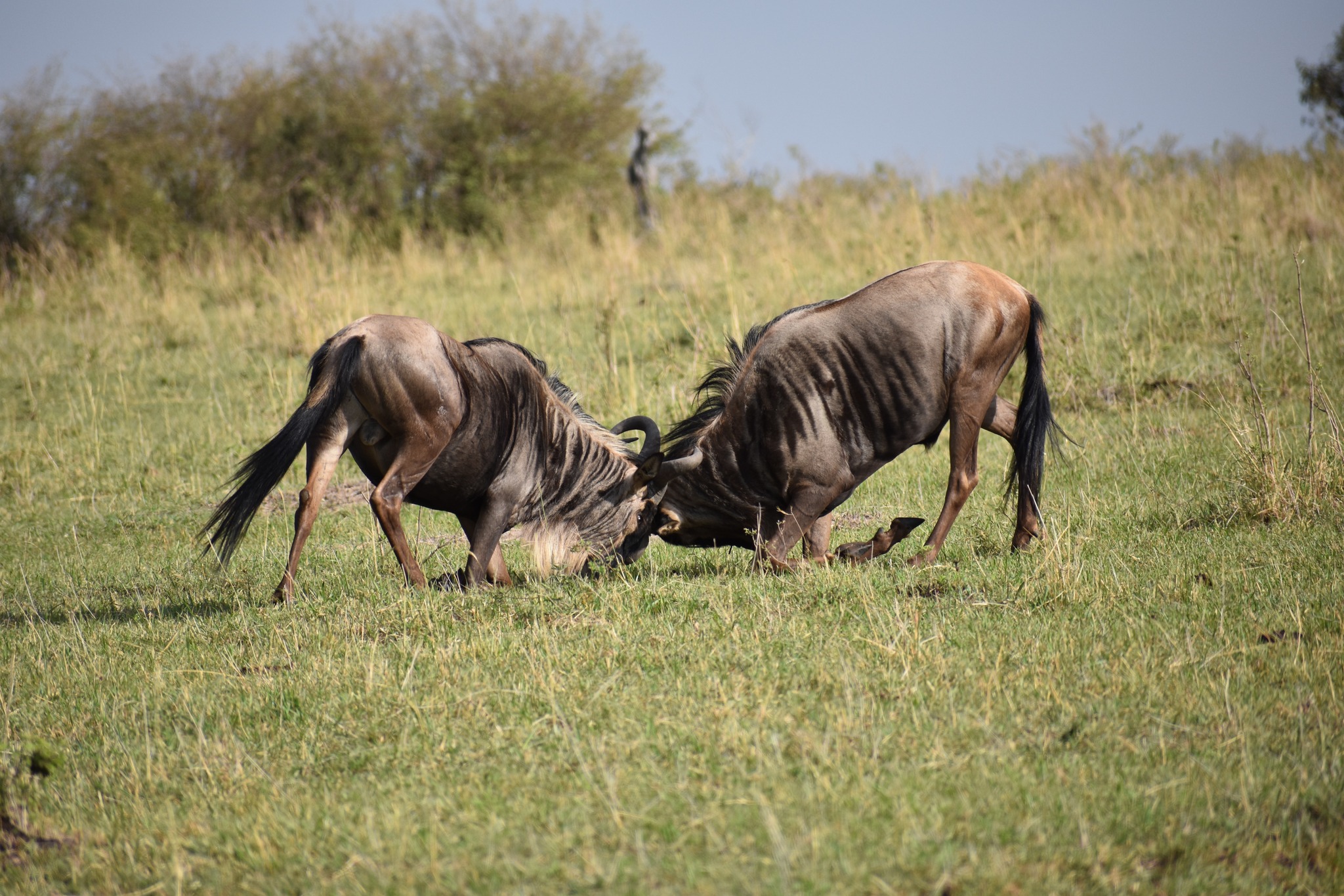 Image number 6 for 3-Day Wild Elephants Mid-range Iconic Amboseli Kenya Safari Tour