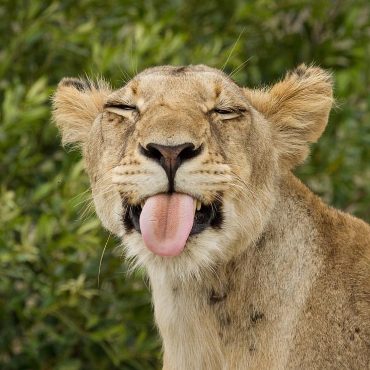 background image for - Incredible Photographic Tour In Tanzania- Capture The Magic Of Africa